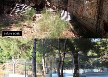 Action for change: one bird at a time via collaboration between IFAW and LAMB